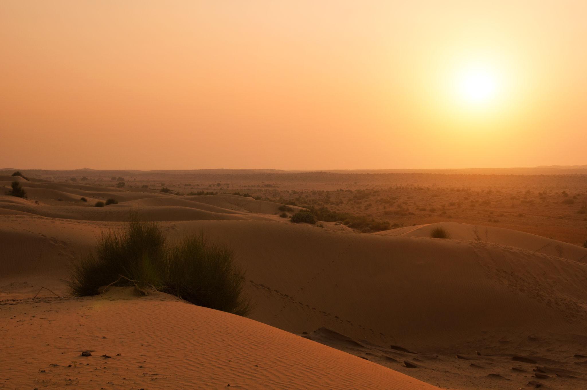 Thar Desert